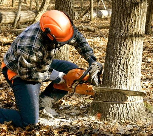 Tree Removal in Mackey, IN